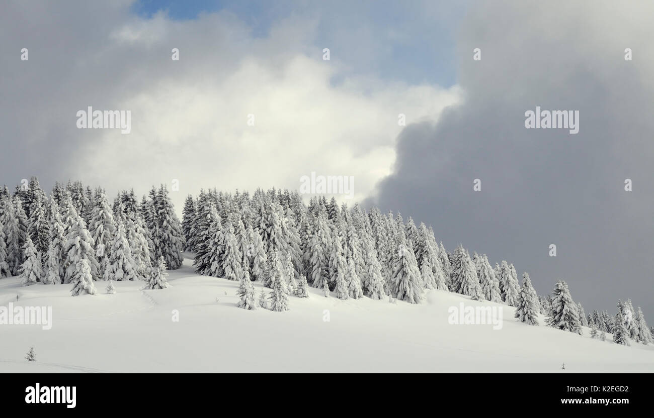 Schnee bedeckt, Pinien und bedrohlicher Himmel, Les Houches, Haute-Savoie, Frankreich, Februar 2013. Stockfoto