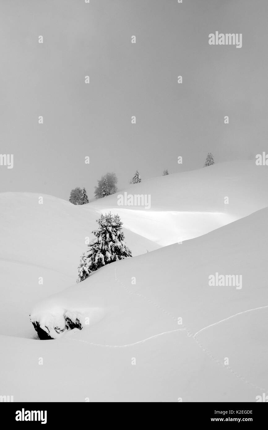 Alpine Landschaft und Pinien nach Neuschnee, Hauteluce, Savoie, Frankreich, Februar 2013. Stockfoto