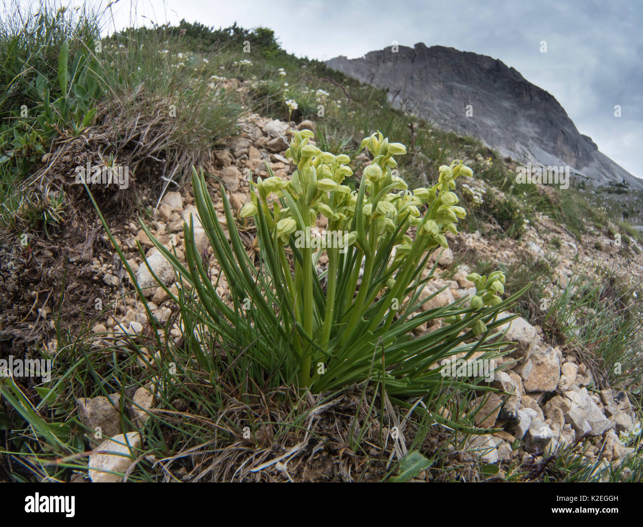 Kleine Alpine Orchidee (Chamorchis alpina) Passo di Valparola, in der Nähe von Cortina, Dolomiten, Italien. Juli 2016 Stockfoto