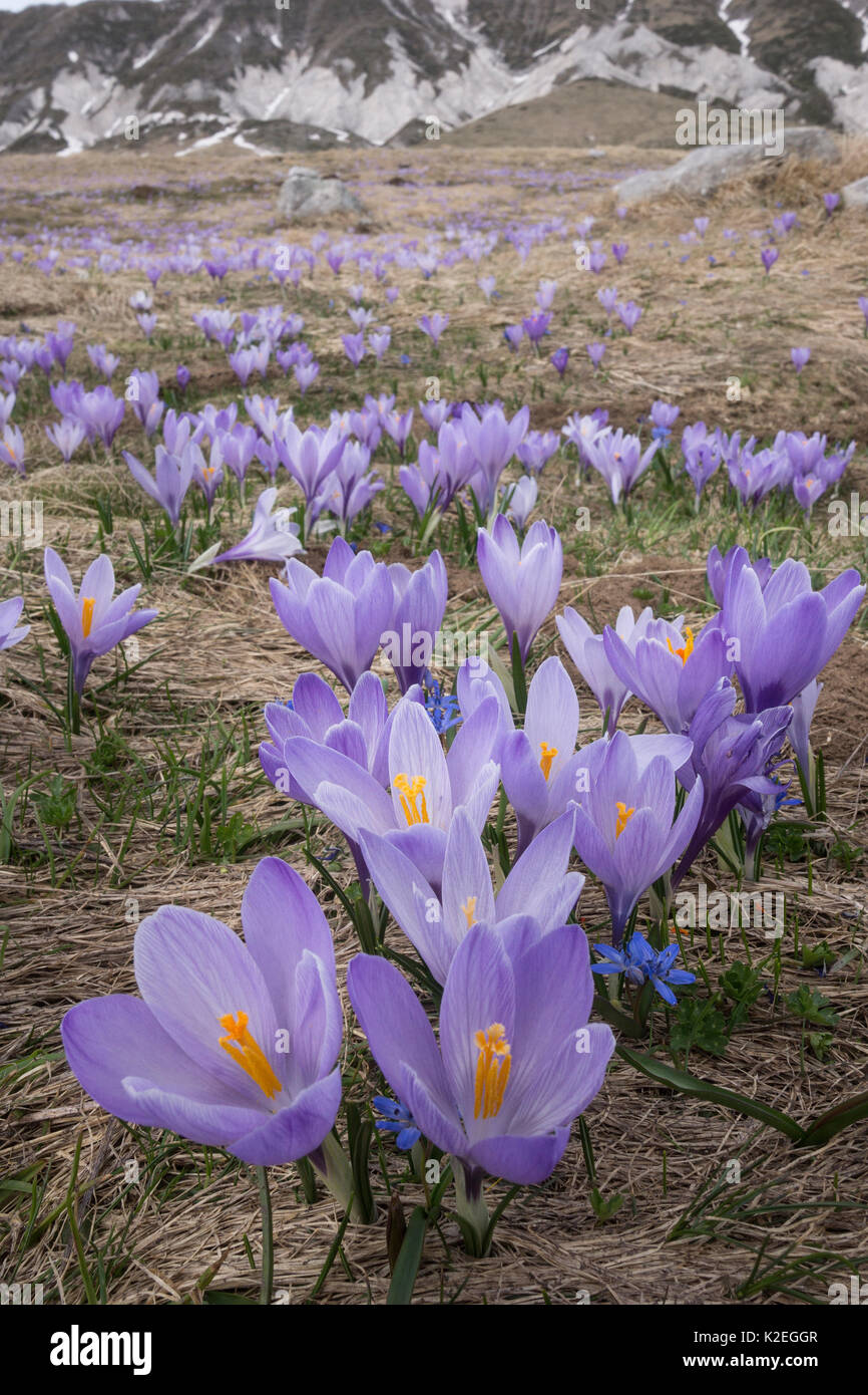Frühling Krokusse (Crocus vernus) auf dem Campo Imperatore, Abruzzen, Italien. April. Stockfoto