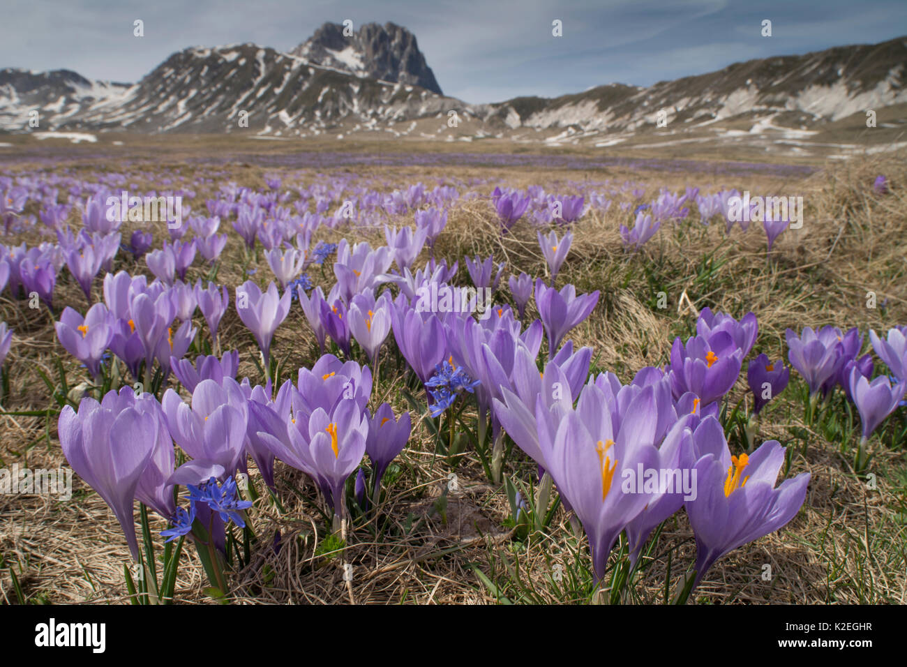 Frühling Krokusse (Crocus vernus) auf dem Campo Imperatore, Abruzzen, Italien. Stockfoto