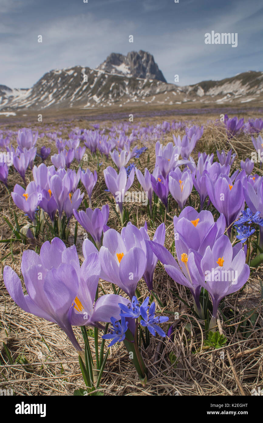 Frühling Krokusse (Crocus vernus) auf dem Campo Imperatore, Abruzzen, Italien. April. Stockfoto