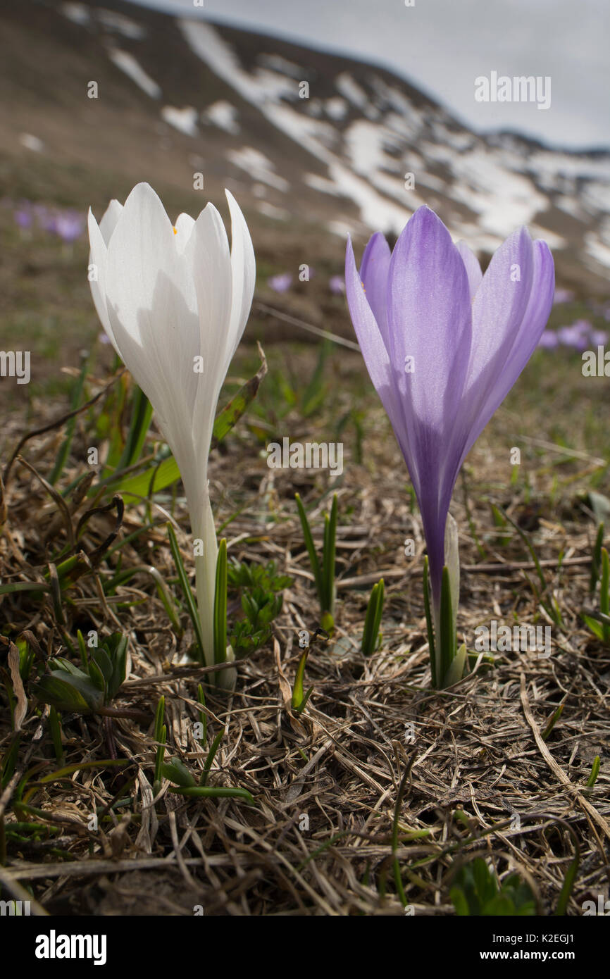 Frühling Krokusse (Crocus vernus) auf dem Campo Imperatore, Abruzzen, Italien. April. Stockfoto