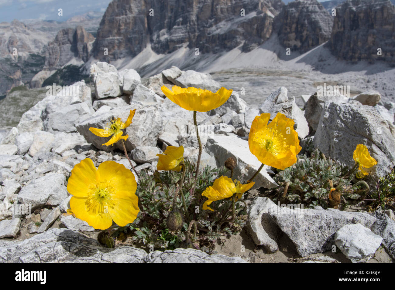 Rhätische Mohn (Papaver rhaeticum) Blumen, in der Nähe der, Refugio Lagazuoi, Passo di Falzarego, in der Nähe von Cortina, Dolomiten, Venetien, Italien. Juli. Stockfoto