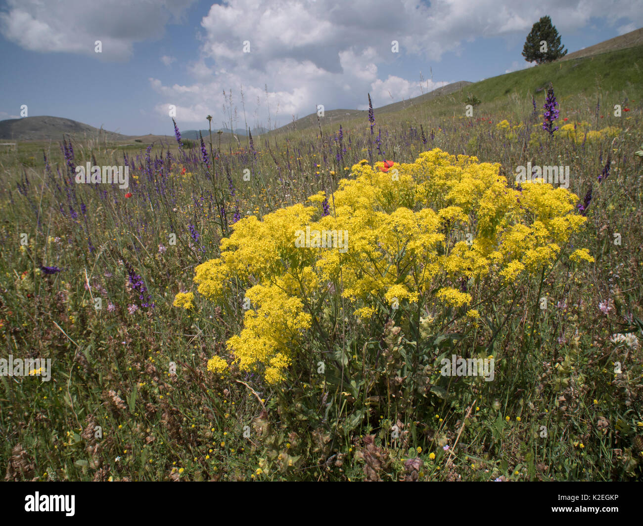 Färberwaid (isatis Dolmetsch) Blumen, Campo Imperatore, Abruzzen, Italien Juni. Stockfoto