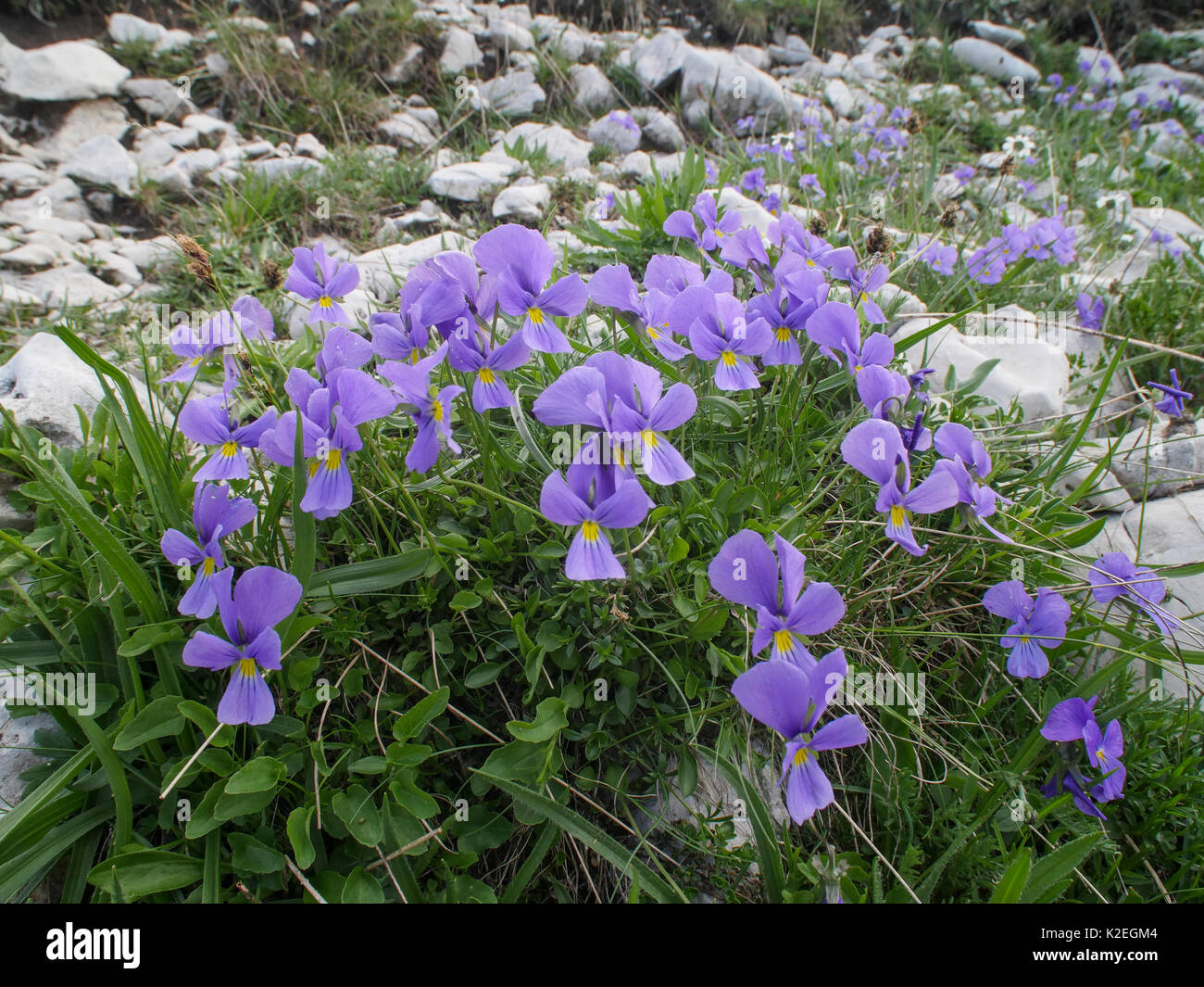 Eugenia's Stiefmütterchen (Viola eugeniae) Berg Terminillo, Latium, Italien, Juli. Stockfoto