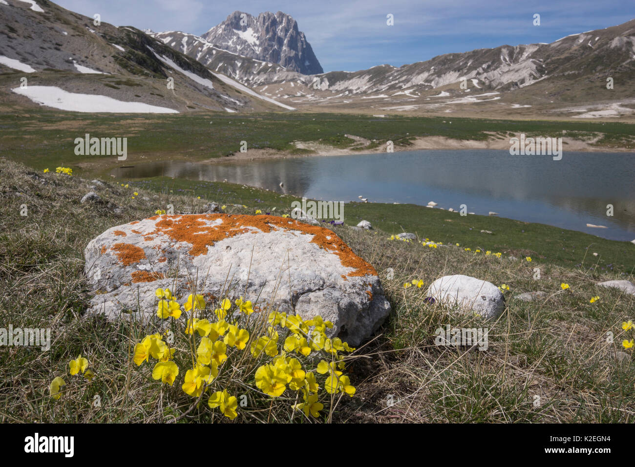 Eugenia's Stiefmütterchen (Viola eugeniae) eine Apennin endemisch fotografiert auf dem Campo Imperatore, Abruzzen, Italien, April. Stockfoto