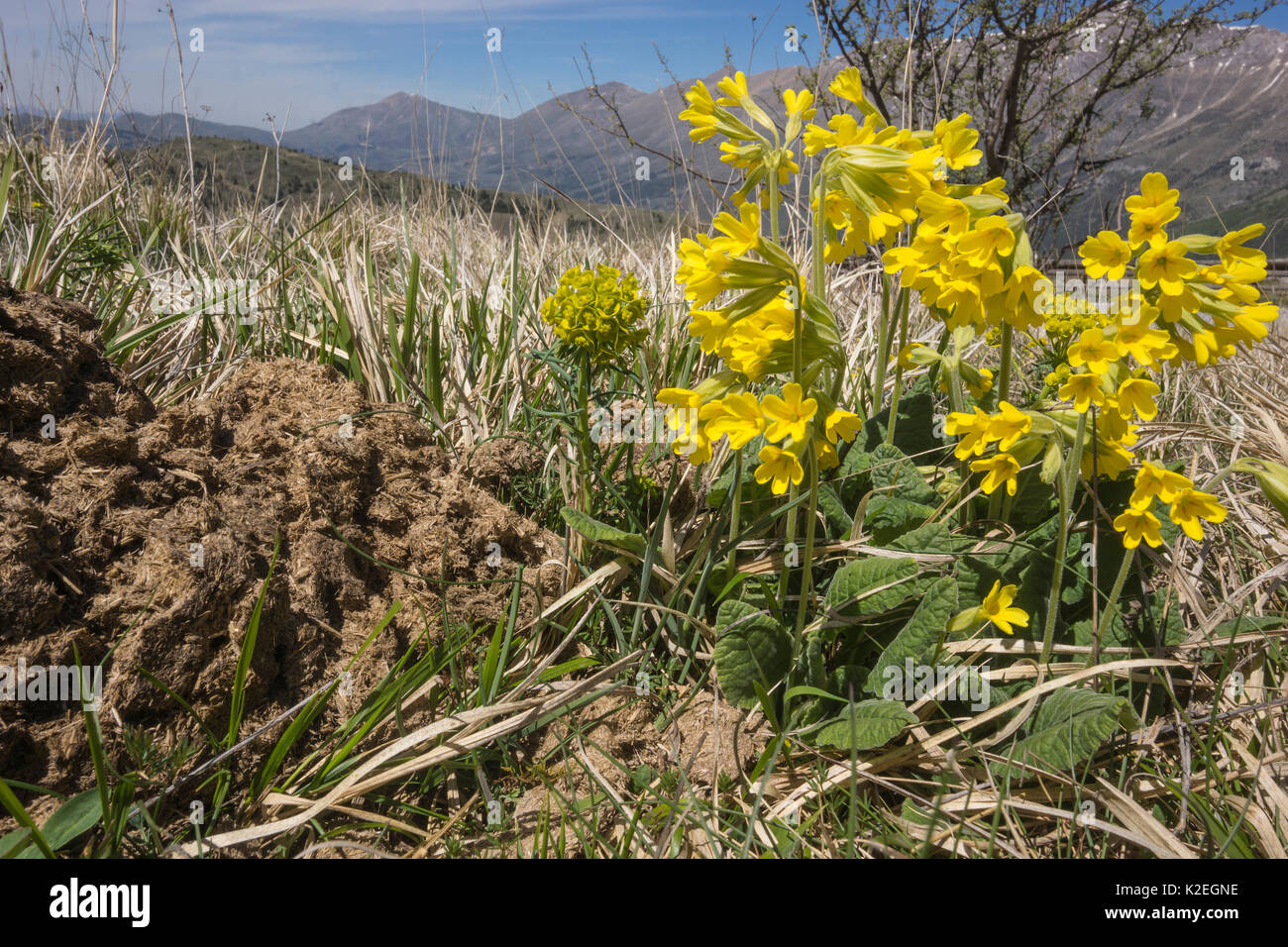 Apennin Schlüsselblume (Primula Veris suaveolens 2 Apennin, Grans Sasso, Italien, April. Stockfoto