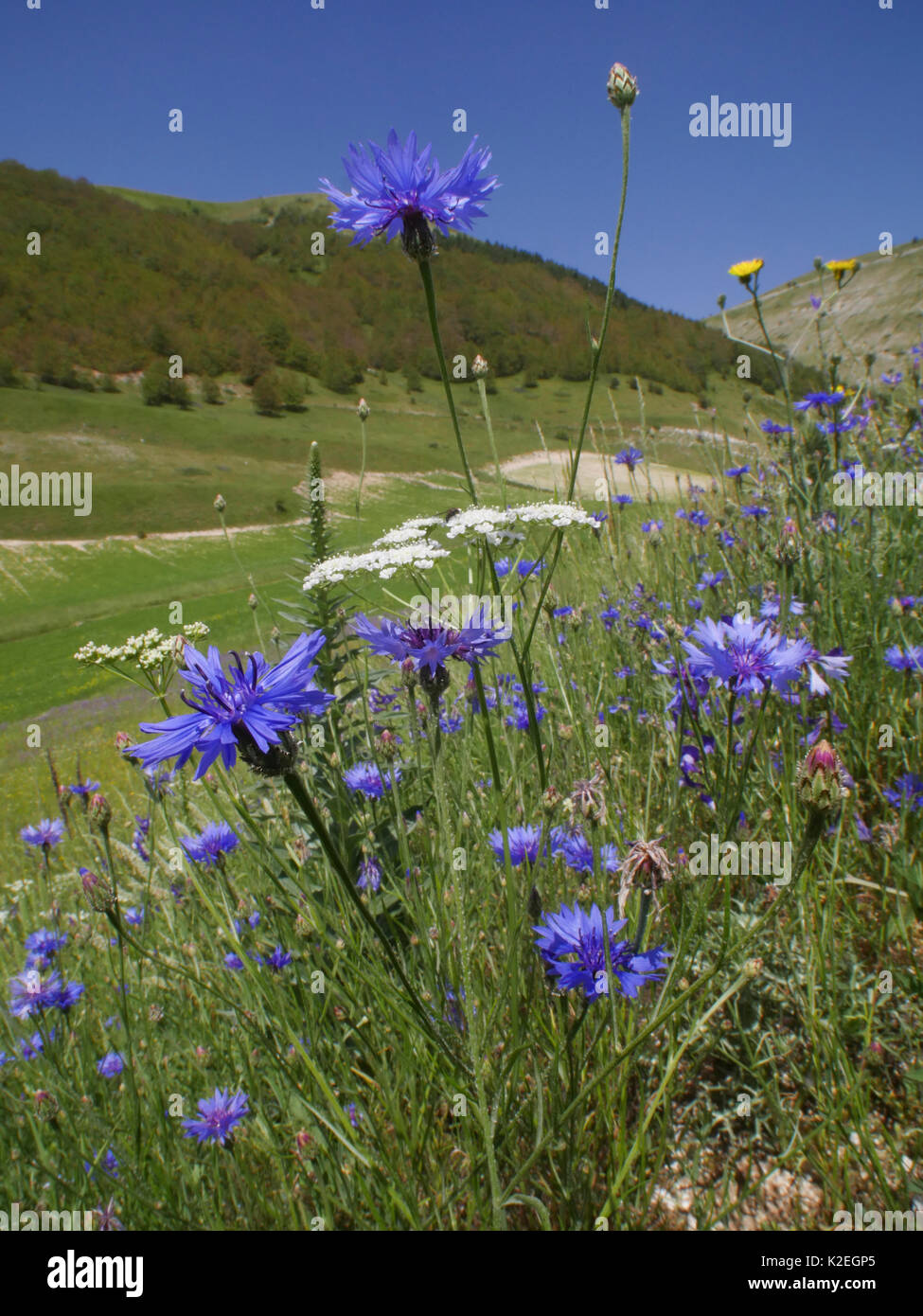 Kornblumen (Centaurea cyanus) und andere unkräuter von Anbauflächen in der Nähe von Castellucio Di Norcia, Umbrien, Italien, Juni. Stockfoto