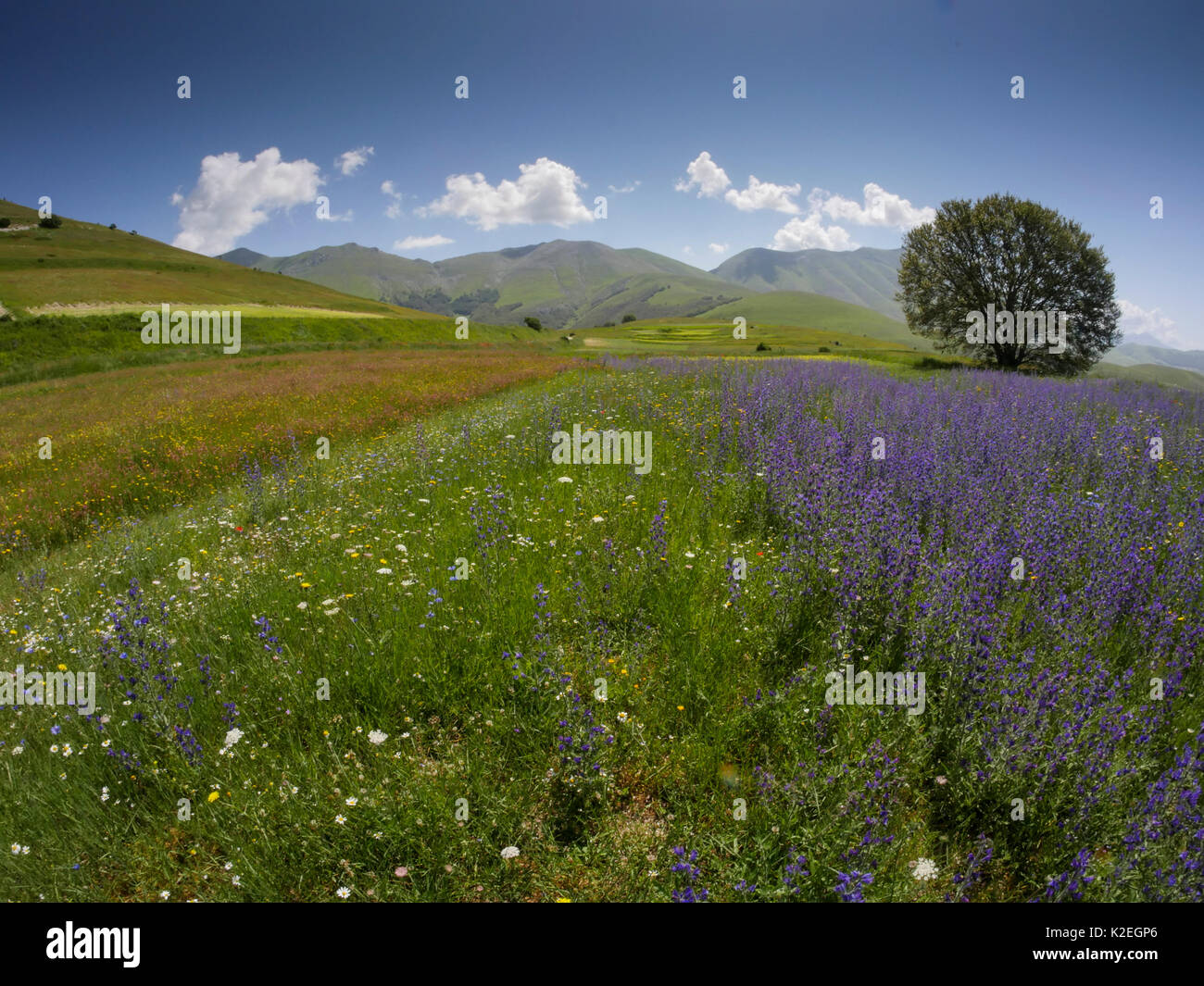 Feld voller Wildblumen, Castellucio Di Norcia, Umbrien, Italien, Juli. Stockfoto