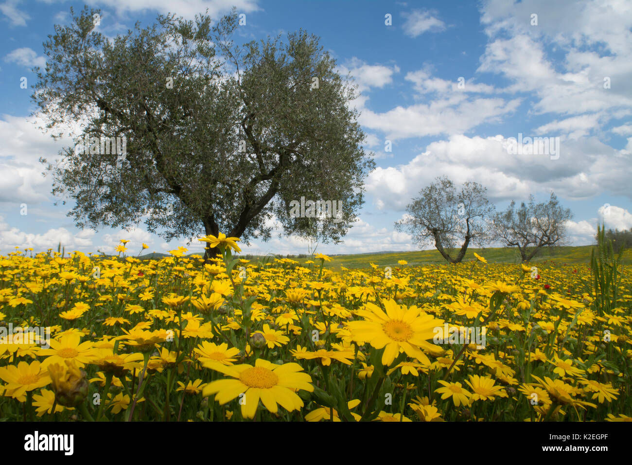 Mais Ringelblumen (Chrysanthemum segetum) Blüte im Olivenhain in der Nähe von Pitigliano, Toskana, Italien, April. Stockfoto