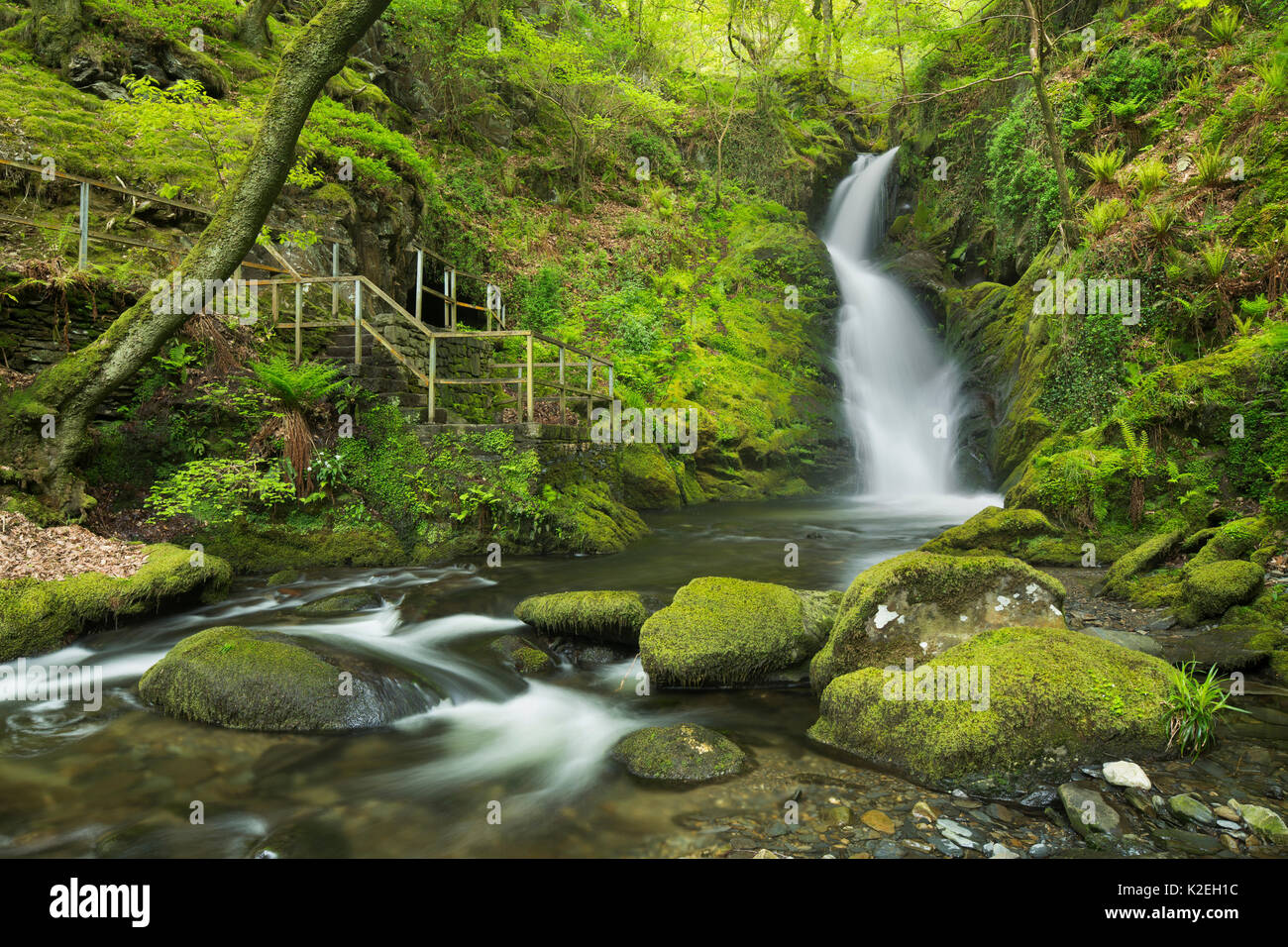 Dolgoch fällt, Gwynedd, Wales, UK, Mai 2015. Stockfoto