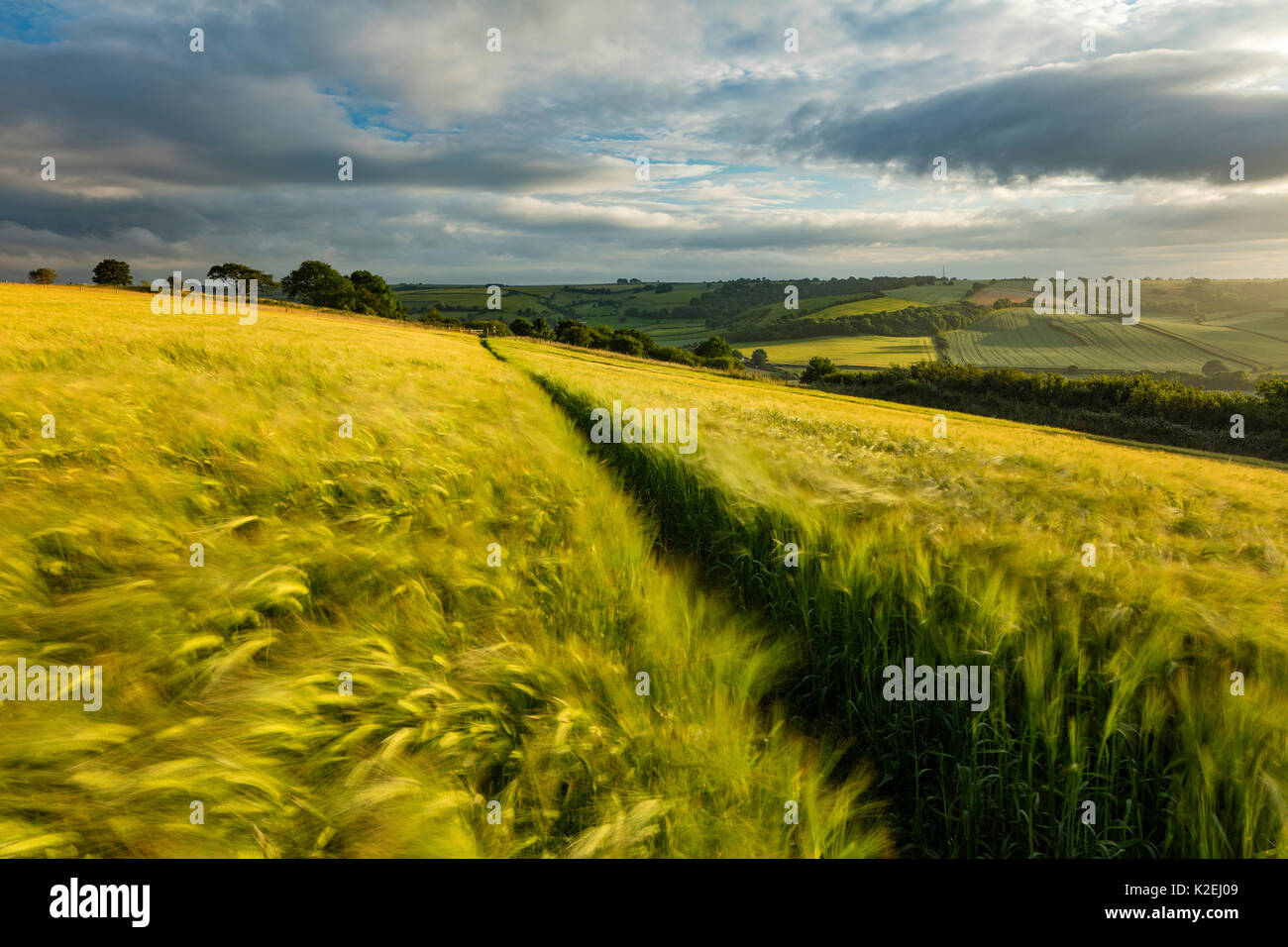 Gerste (Hordeum vulgare) Feld in der Nähe von Cerne Abbas, Dorset, England, UK. Juli 2016. Stockfoto