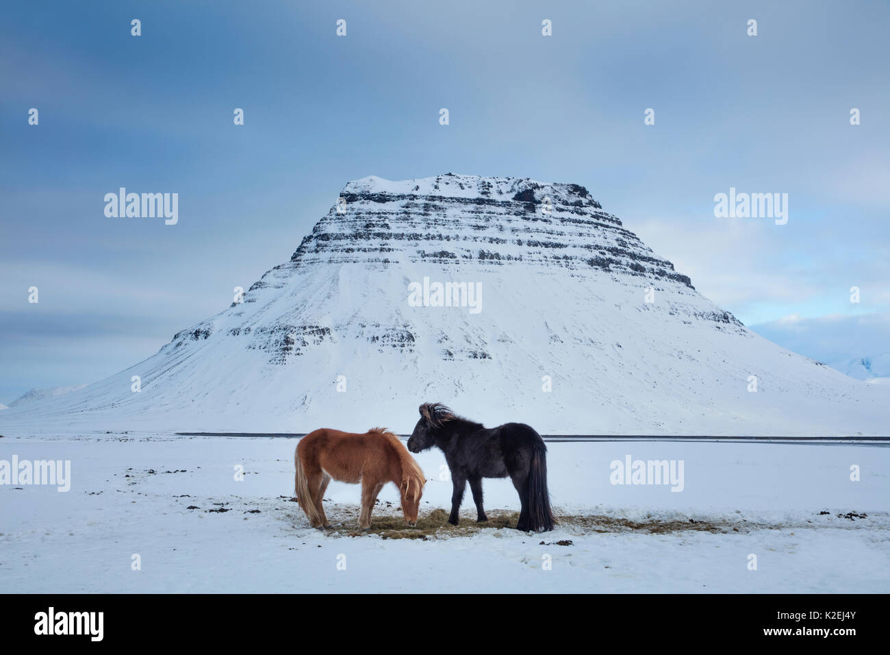 Pferde grasen im Schnee vor der Kirkjufell, Snaefellsness Halbinsel, Island, Februar 2016. Stockfoto