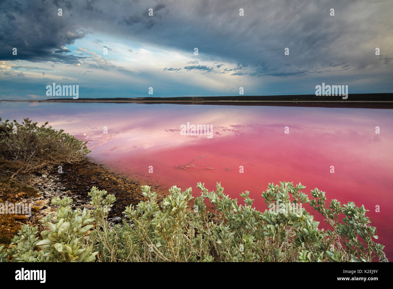 Die Rosa Lagune bei Port Gregory, Western Australien, Dezember 2015. Stockfoto