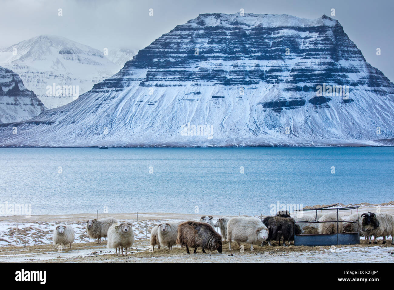 Schaf mit Schnee bedeckt Kirkjufell jenseits, Snaefellsness Halbinsel, Island, März 2015. Stockfoto