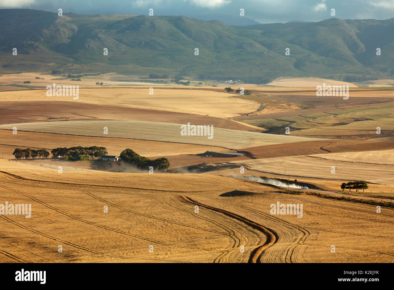 Rolling Ackerland in der Overberg Region in der Nähe von Villiersdorp, Western Cape, Südafrika. Dezember 2014. Stockfoto