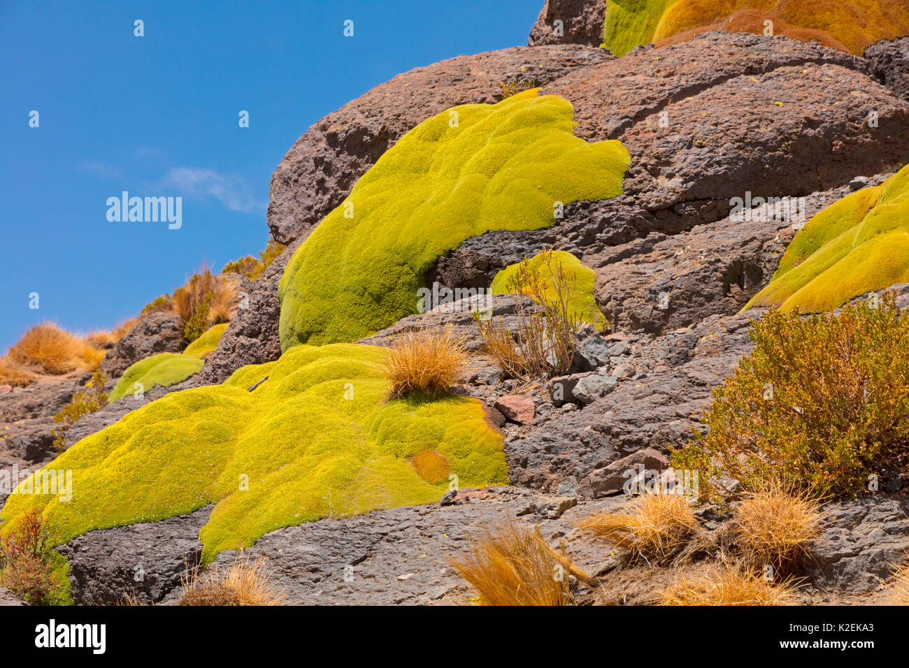 Riesige Kissen Pflanzen (Azorella compacta). Bolivien, Dezember. Stockfoto