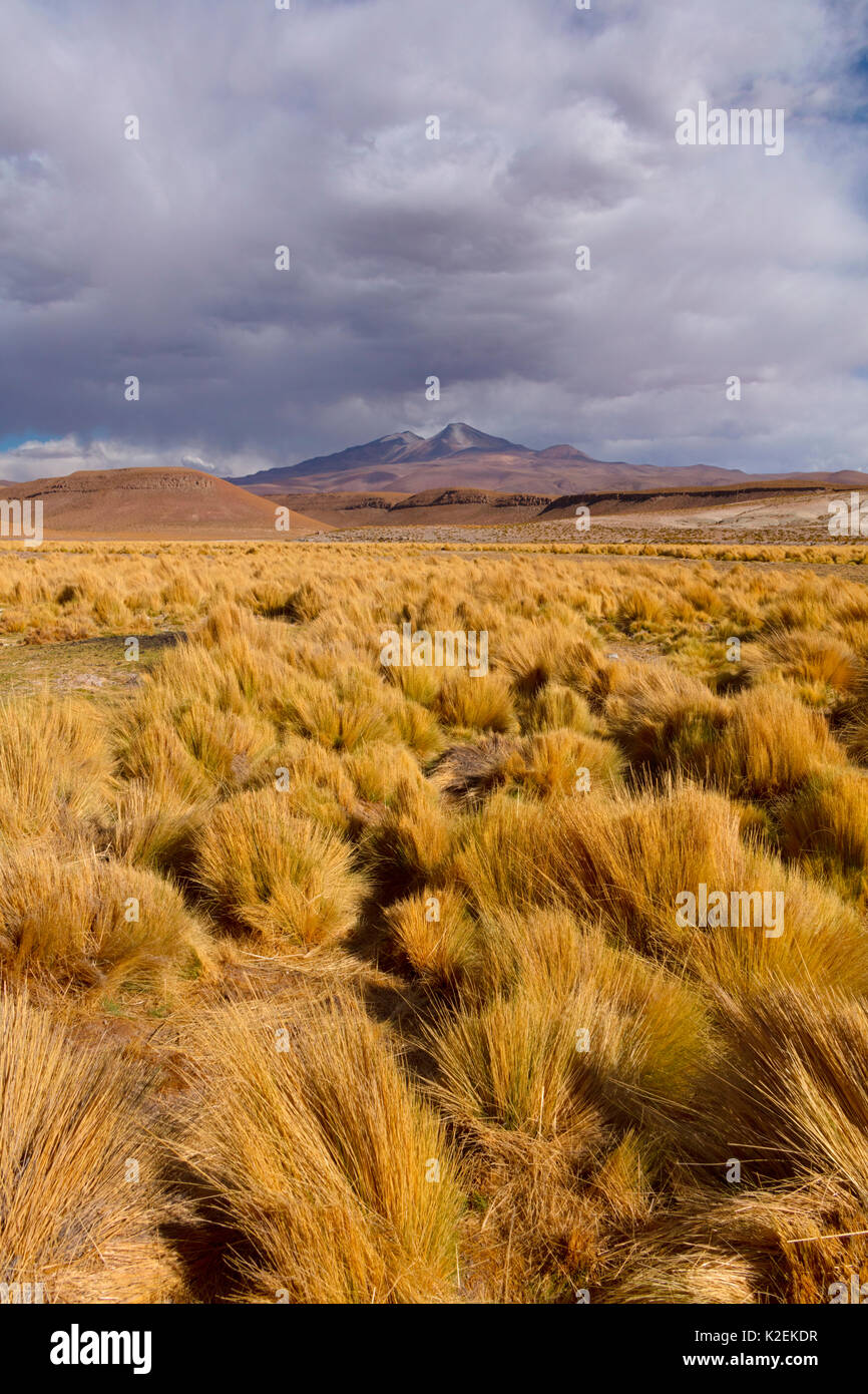 Hohe Altiplano mit tussock Gras genannt Paja brava (Festuca orthophylla). Bolivien. Dezember 2016. Stockfoto