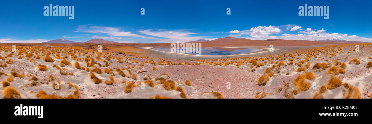 Hohe Altiplano salt lake mit tussock Gras genannt Paja brava (Festuca orthophylla). Bolivien. Dezember 2016. Stockfoto