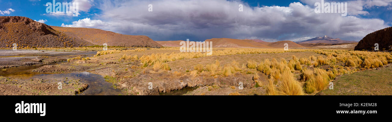 Hohe Altiplano Fluss mit tussock Gras genannt Paja brava (Festuca orthophylla). Bolivien. Dezember 2016. Stockfoto
