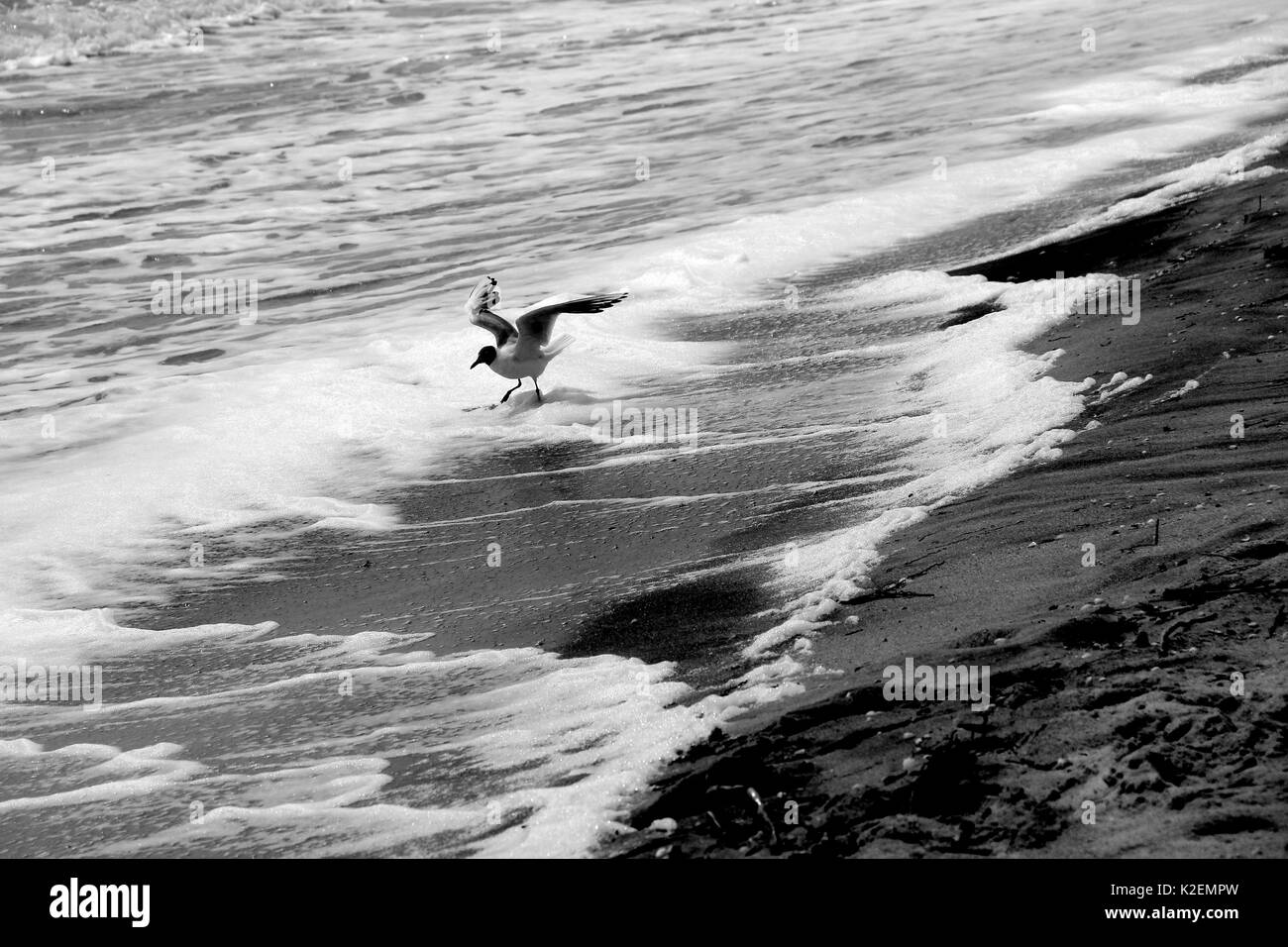 Eine Möwe und Surfen. Das Asowsche Meer. Ukraine, Gebiet. Stockfoto