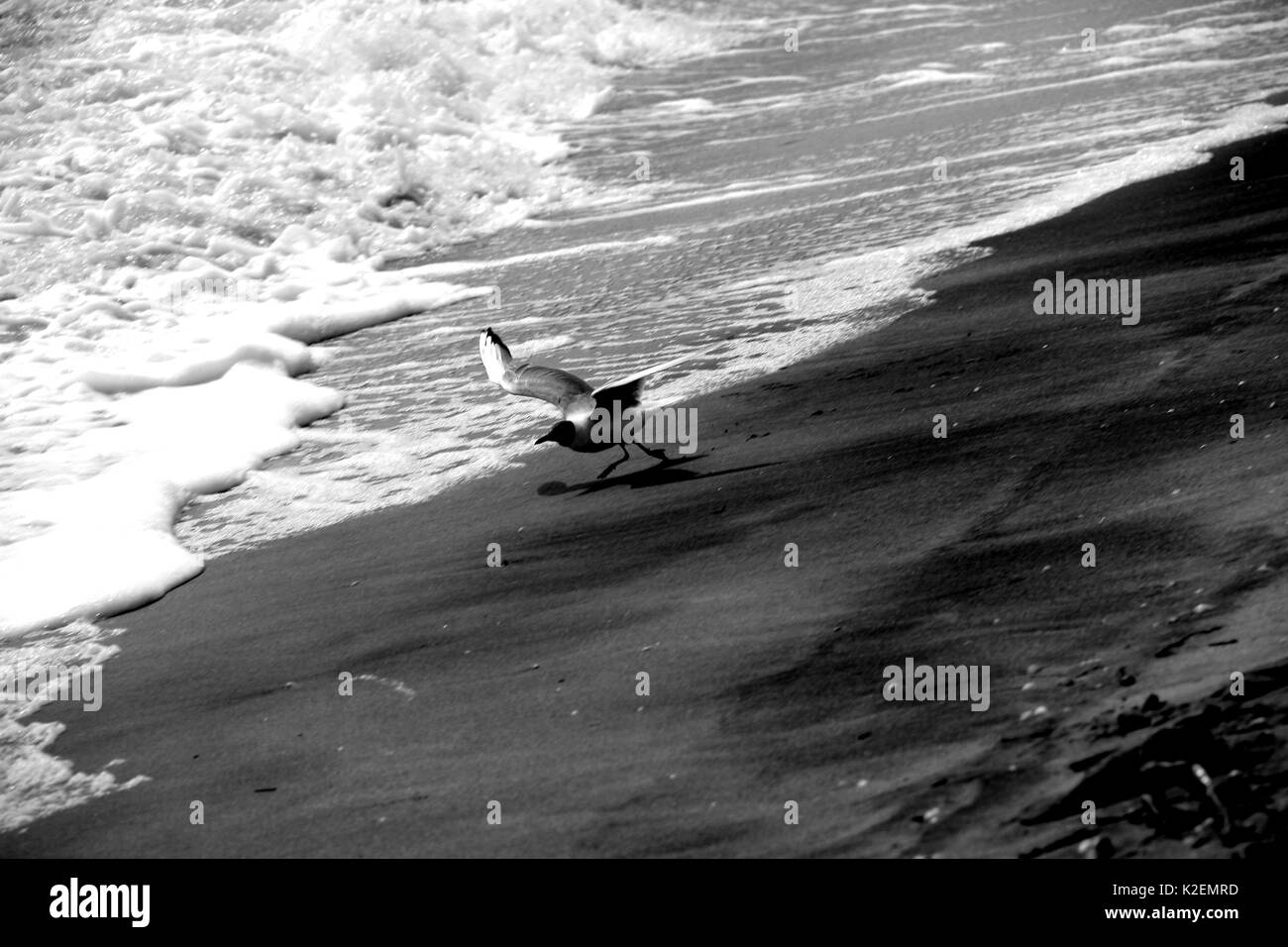 Eine Möwe und Surfen. Das Asowsche Meer. Ukraine, Gebiet. Stockfoto