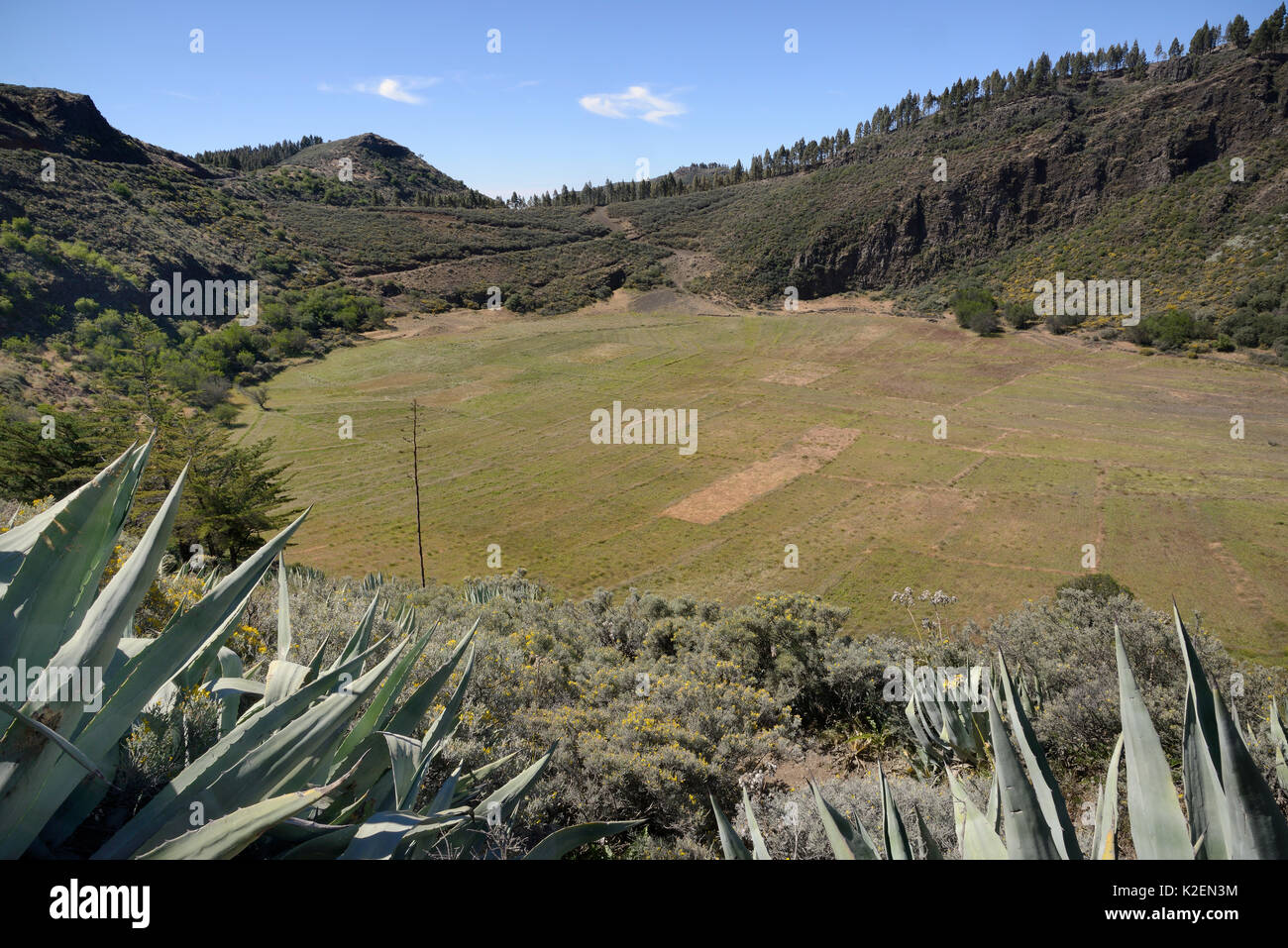 Caldera de Los Marteles, einem großen vulkanischen Krater mit Kanarischen Insel Salbei (Salvia canariensis) und Gran Canaria Besen (Teline kann man) Sträucher, in der Nähe des Rincon. UNESCO-Biosphärenreservat Gran Canaria, Gran Canaria, Kanarische Inseln. Mai 2016. Stockfoto