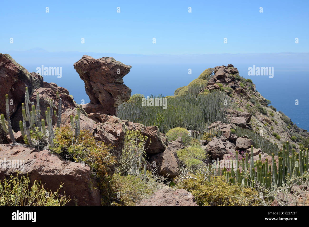 Kanaren Wolfsmilch/Hercules club (Euphorbia canariensis) steht und anderen Euphorbien unter den vulkanischen Felsen an der Küste Berge der Naturpark Tamadaba. UNESCO-Biosphärenreservat Gran Canaria, Gran Canaria, Kanarische Inseln. Juni 2016. Stockfoto