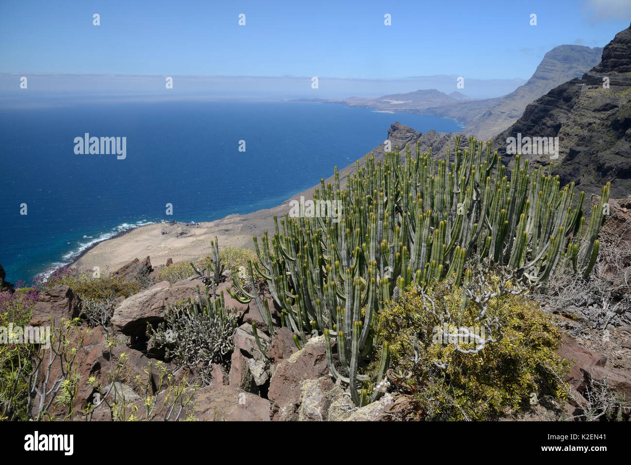 Kanaren Wolfsmilch/Hercules club (Euphorbia canariensis) stehen auf vulkanischen Küsten Berge der Naturpark Tamadaba. UNESCO-Biosphärenreservat Gran Canaria, Gran Canaria, Kanarische Inseln. Juni. Stockfoto