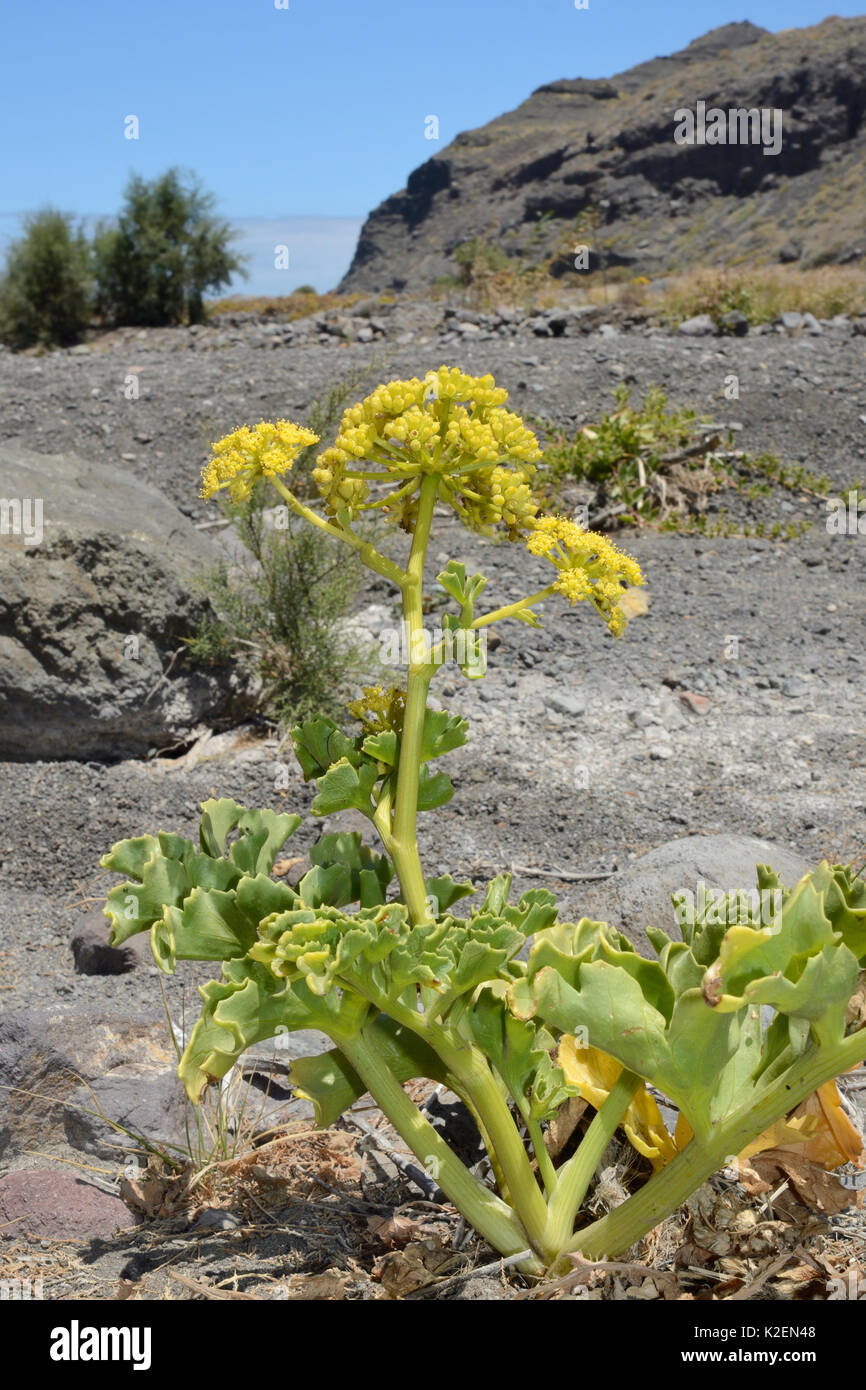 Kanarische Queller (Astydamia latifolia) Blühende unter den Felsen an der Küste Buschland, Playa del Risco, Naturpark Tamadaba, Gran Canaria UNESCO-Biosphärenreservat, Gran Canaria, Kanarische Inseln. Juni. Stockfoto