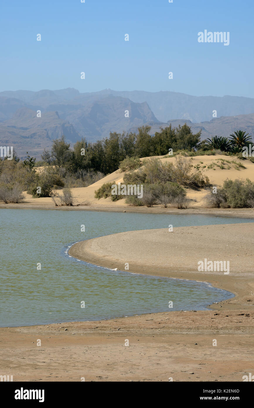 La Charca Lagune, eine Oase in einer großen Dünen, Maspalomas. Gran Canaria, UNESCO-Biosphärenreservat, Gran Canaria. Kanarischen Inseln. Mai 2016. Stockfoto