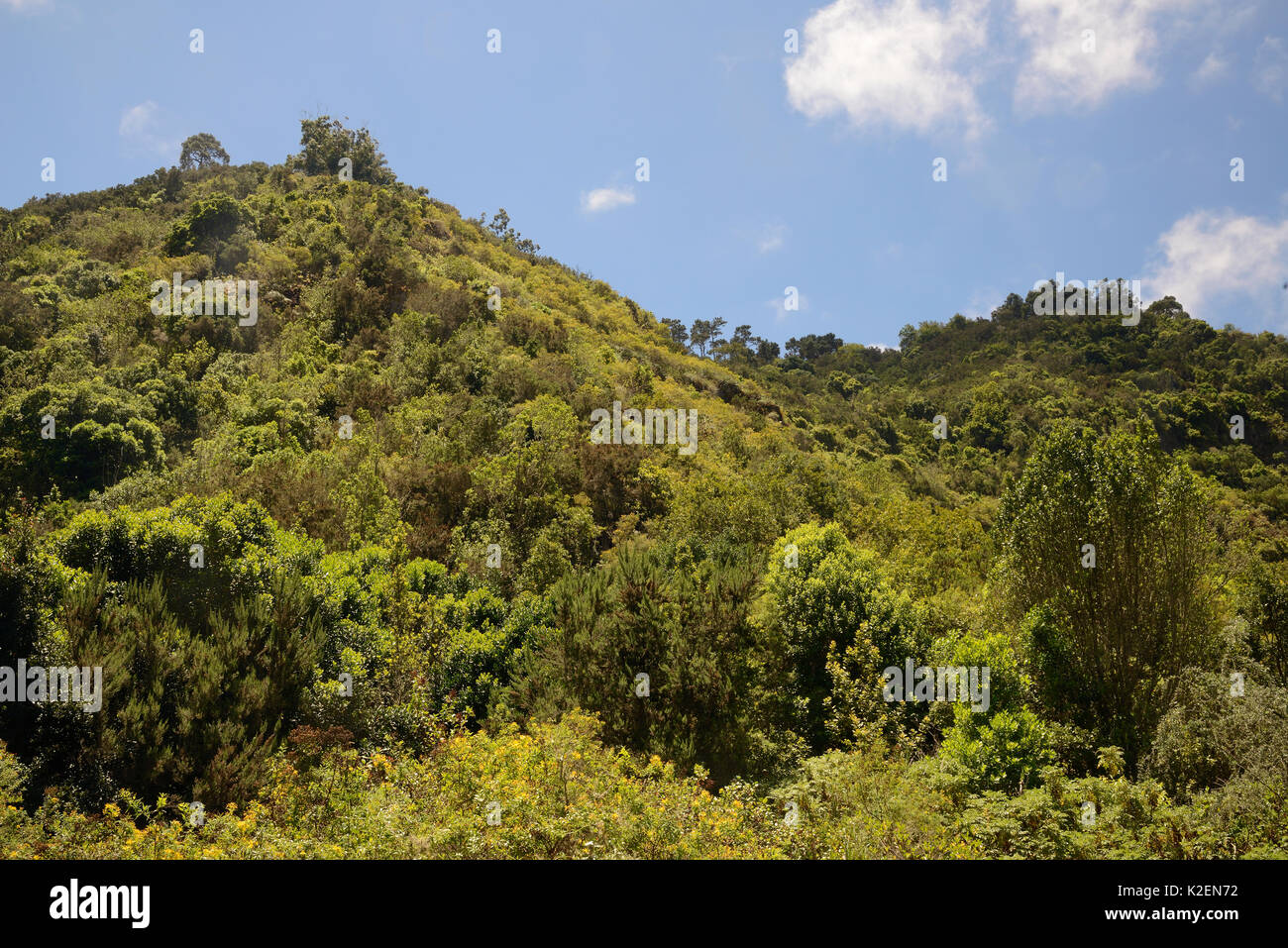 Montane Lorbeerwald Laurissilva/Überrest, Los Tilos de Moya, Doramas ländlichen Park, Gran Canaria UNESCO-Biosphärenreservat, Gran Canaria, Kanarische Inseln. Juni 2016. Stockfoto