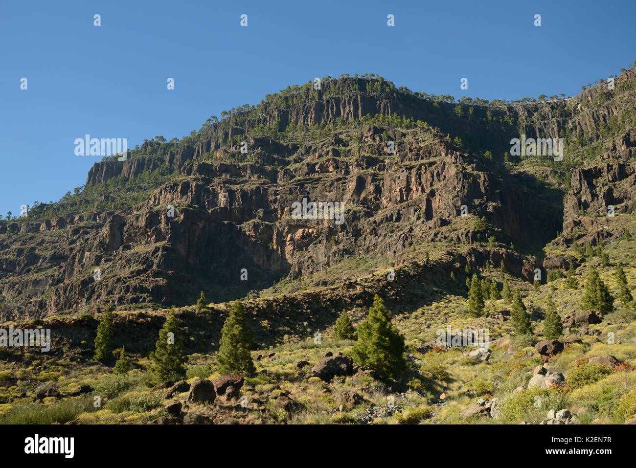 Montana Del Viso, einem vulkanischen Berg in Kanarischen Kiefern (Pinus canariensis) im Inagua Naturpark ein UNESCO-Biosphärenreservat in der Nähe von San Nicolas de Tolentino eingehüllt. Gran Canaria UNESCO-Biosphärenreservat, Gran Canaria. Kanarischen Inseln. Juni 2016. Stockfoto