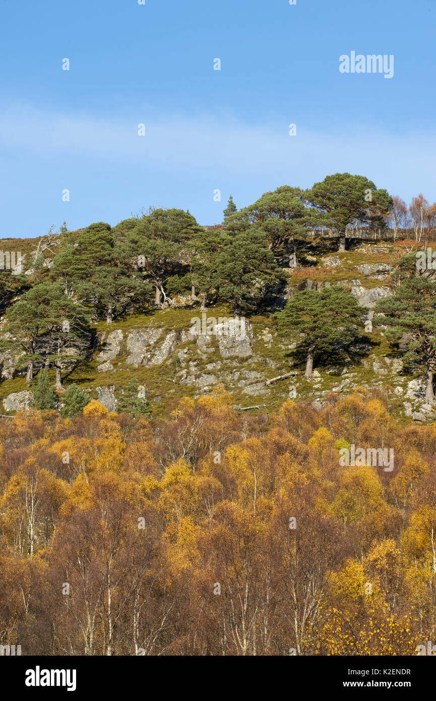 Birke (Betula pendula) und schottischen Kiefern (Pinus sylvestris) am Berghang, Glen Affric, Highlands, Schottland, November 2014. Stockfoto