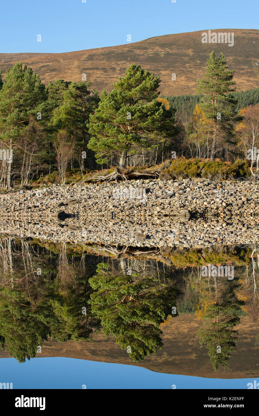Gemeine Kiefer (Pinus sylvestris) im Loch Beinn a&#39; Mheadhoin, Glen Affric, Highlands, Schottland, November 2014 wider. Stockfoto