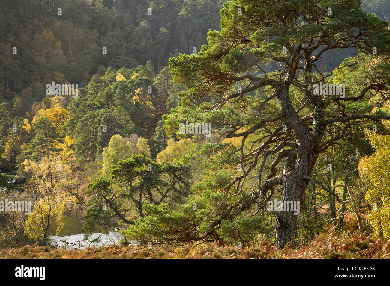 Gemeine Kiefer (Pinus sylvestris) im nativen Kaledonischen Wald, Glen Strathfarrar, Highlands, Schottland, Oktober 2014. Stockfoto