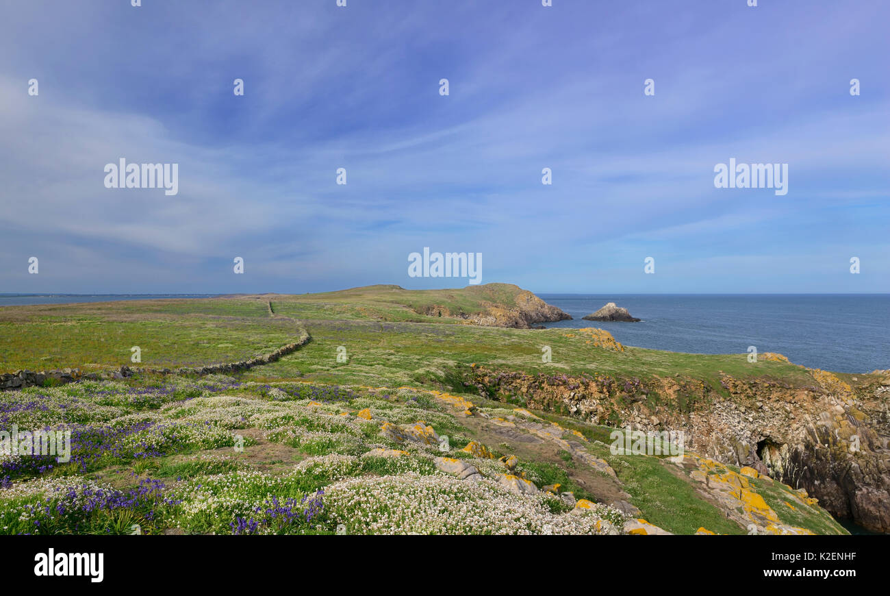 Auf der Suche nach Nordosten auf große Saltee Insel, County Wexford, Irland. Mai 2014. Stockfoto