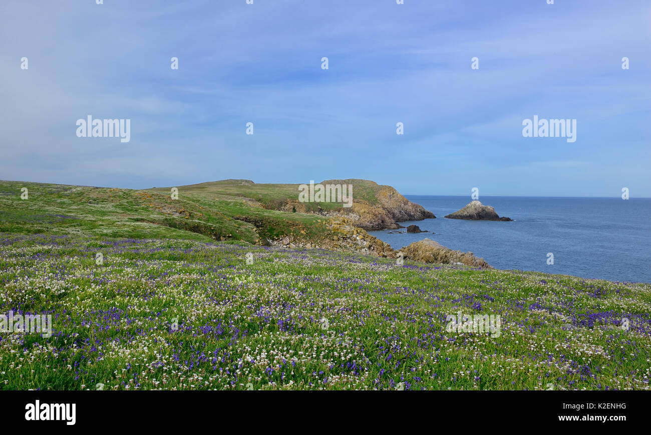 Auf der Suche nach Nordosten auf große Saltee Insel, County Wexford, Irland. Mai 2014. Stockfoto