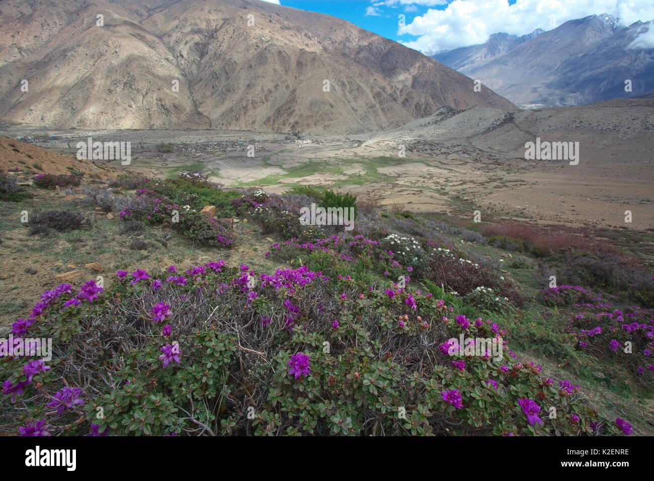 Rhododendron Blumen (Rhododendron sp) Mount Elbrus Mount Qomolangma National Park, Dingjie County, Tibet, China. Mai Stockfoto