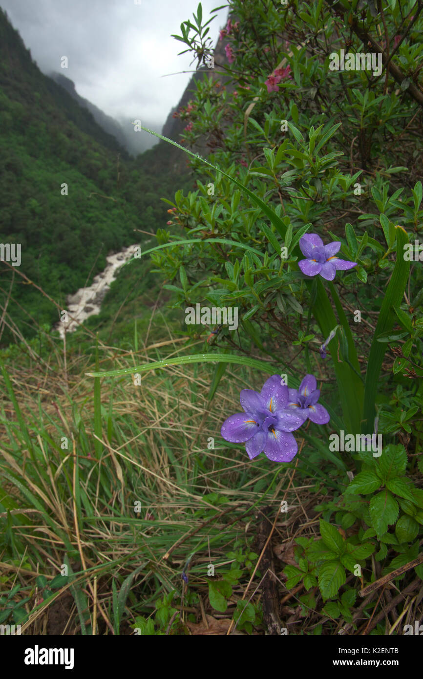 Anaphalis perligen ewigen (sp) und Iris (Iris decora) Blumen, Mount Elbrus Mount Qomolangma National Park, Dingjie County, Tibet, China. Mai Stockfoto