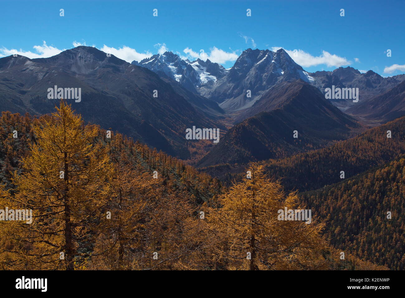 Landschaft der Baima Schneeberg, mit herbstlichen Bäume im Vordergrund, Provinz Yunnan, China. Oktober 2009 Stockfoto