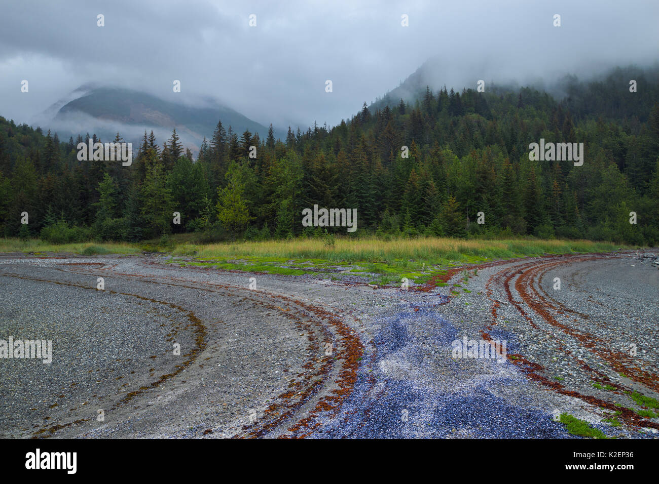 Muster von Muscheln, Algen und Felsen durch zurückweichende Ebbe links, Glacier Bay National Park, Alaska, USA, August 2014. Stockfoto