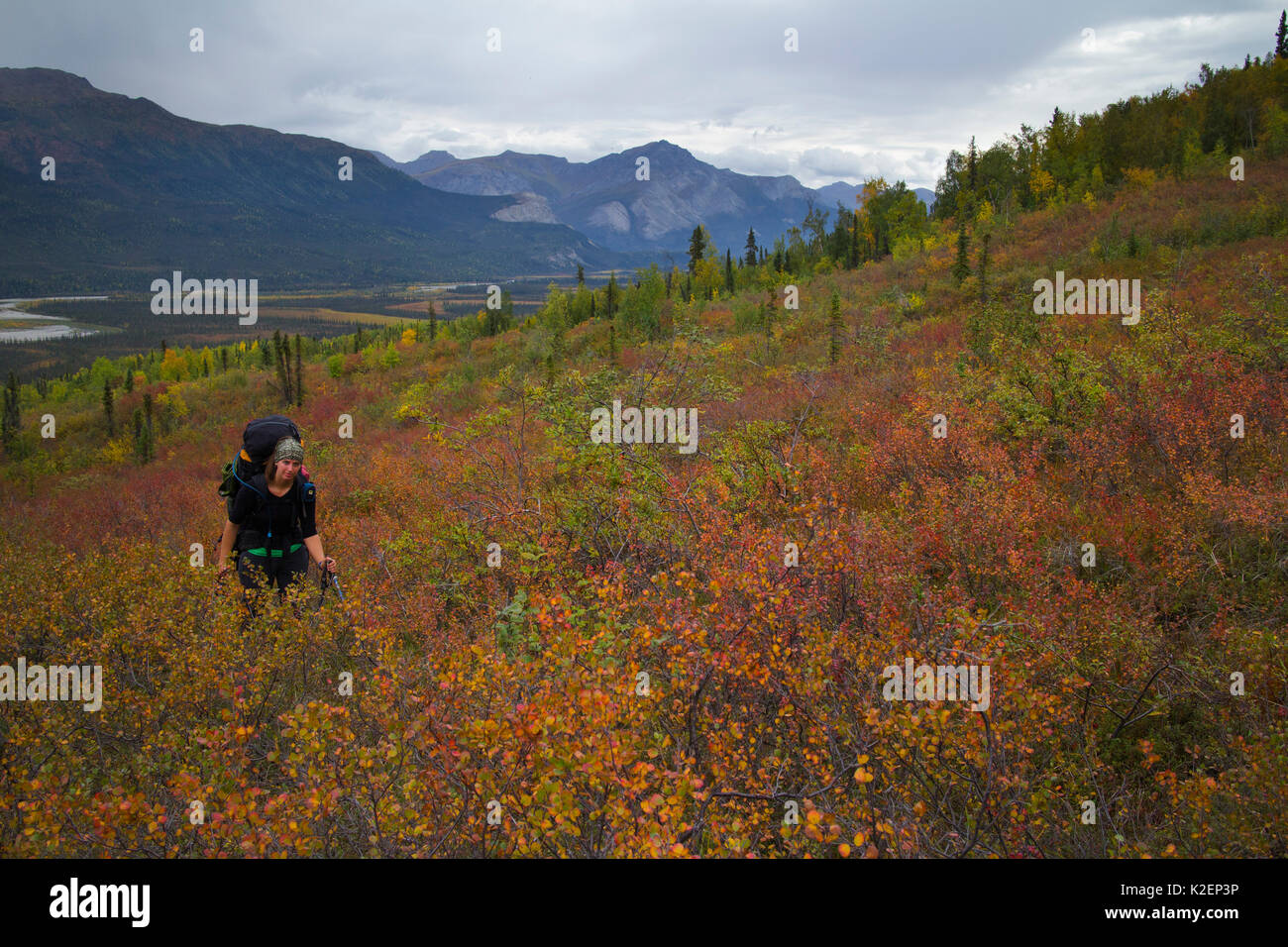 Wanderer zu Fuß durch die herbstlichen Vegetation, Tore der Arctic National Park, Alaska, USA, August 2014. Stockfoto Wanderer zu Fuß durch die herbstlichen Vegetation, Tore der Arctic National Park, Alaska, USA, August 2014. Stockfoto