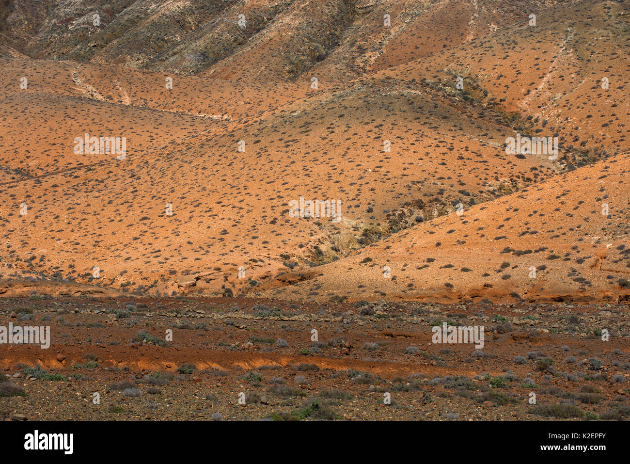Trockene Landschaft mit niedrigen Sträuchern, Fuerteventura. April 2013. Stockfoto