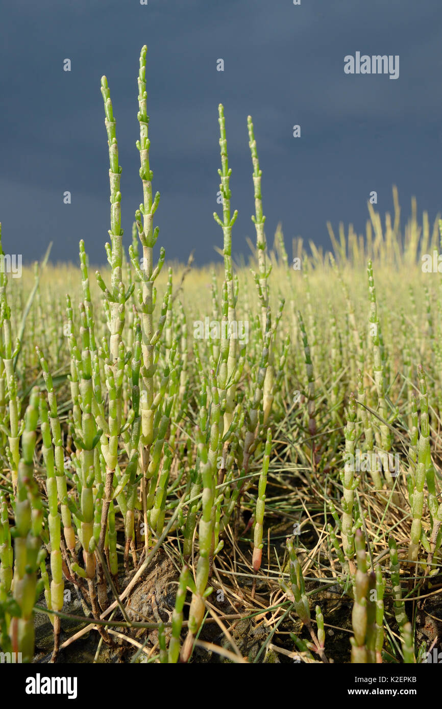 Gemeinsame Queller/Marsh Queller (Salicornia europeae) wächst auf einem saltmarsh, RSPB Arne, Dorset, Juli. Stockfoto