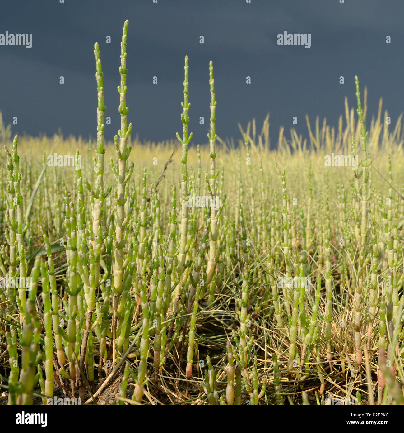 Gemeinsame Queller/Marsh Queller (Salicornia europeae) wächst auf einem saltmarsh, RSPB Arne, Dorset, Juli. Stockfoto