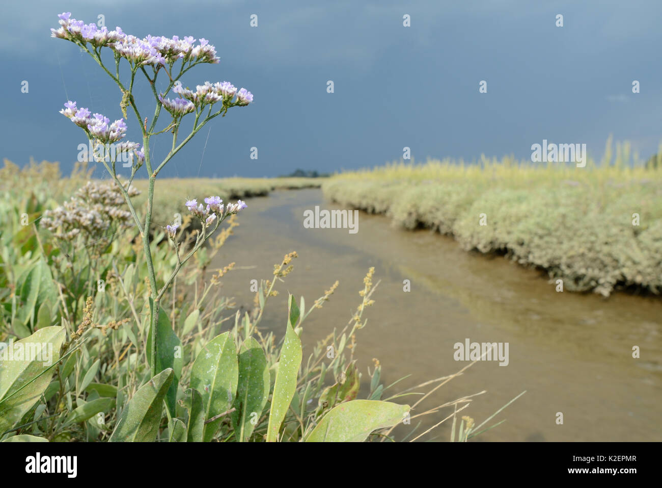 Gemeinsame Strandflieder (Limonium vulgare) Blühende neben einem saltmarsh Creek Bank, RSPB Arne, Dorset, Juli. Stockfoto