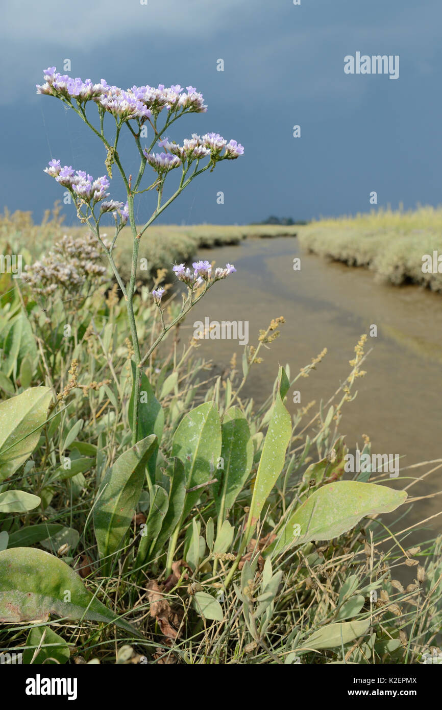 Gemeinsame Strandflieder (Limonium vulgare) Blühende neben einem saltmarsh Creek, RSPB Arne, Dorset, Juli. Stockfoto