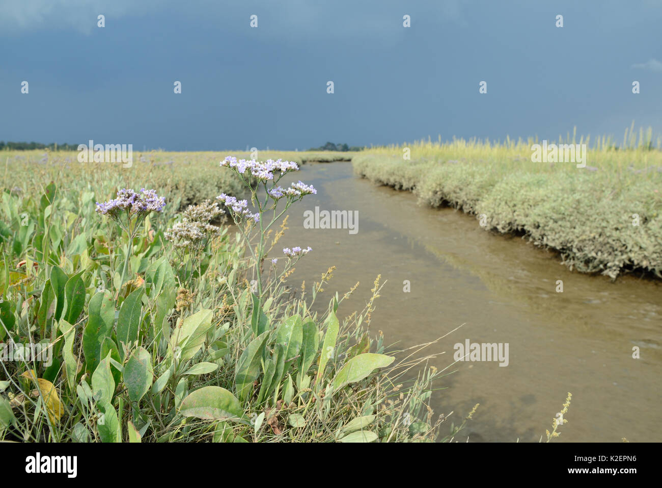 Gemeinsame Strandflieder (Limonium vulgare) Blühende neben einem saltmarsh Creek Bank, RSPB Arne, Dorset, Juli. Stockfoto